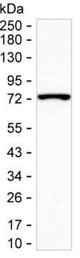 SPDL1